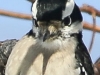 PPL Wetlands downy woodpecker 9 (1 of 1)