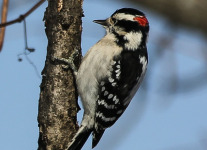 PPL Wetlands downy woodpecker (1 of 1)
