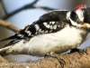 Downy woodpecker 3 (1 of 1).jpg