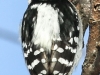 PPL Wetlands downy woodpecker 10 (1 of 1)