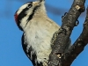 PPL Wetlands downy woodpecker 11 (1 of 1)