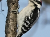 PPL Wetlands downy woodpecker 3 (1 of 1)
