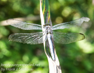 Dragonflies PPL Riverlands August 19 2016 