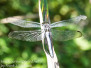 Dragonflies PPL Riverlands August 19 2016 