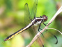 dragonflies Sheppton June 21 2015