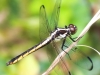 Sheppton dragonfly 028 (1 of 1).jpg