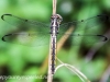 Sheppton dragonfly 031 (1 of 1).jpg
