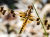 Sheppton dragonfly 089 (1 of 1).jpg