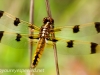 Sheppton dragonfly 090 (1 of 1).jpg