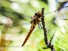 Sheppton dragonfly 093 (1 of 1).jpg