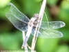 Sheppton dragonfly 101 (1 of 1).jpg