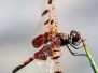 Halloween pennant dragonfly 