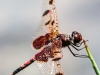 Dragonflies damselfly  26 (1 of 1).jpg