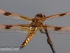 dragonfly 121 (1 of 1).jpg