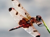 dragonfly 48 (1 of 1).jpg