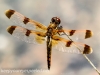dragonfly 53 (1 of 1).jpg
