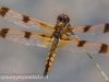 dragonfly 58 (1 of 1).jpg