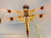 dragonfly 62 (1 of 1).jpg