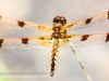 dragonfly 65 (1 of 1).jpg