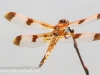 dragonfly 88 (1 of 1).jpg