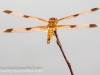 dragonfly 92 (1 of 1).jpg