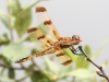 dragonfly 95 (1 of 1).jpg