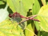 Dragonfly 106 (1 of 1)