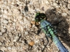 Lehigh Canal dragonfly 032 (1 of 1).jpg