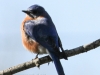 eastern bluebird -1