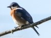 eastern bluebird -2