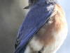 eastern bluebird -5