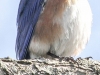 eastern bluebird -6