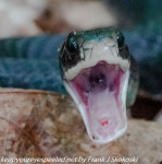 Eastern or Blue racer snake June 9 2021 