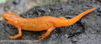 Eastern or red spotted newt