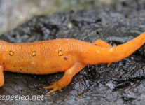 red spotted newt 032 (1 of 1).jpg