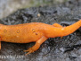 Eastern or red spotted newt