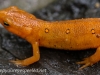 red spotted newt 034 (1 of 1).jpg