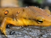 red spotted newt 039 (1 of 1).jpg