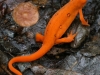 red spotted newt 090 (1 of 1).jpg