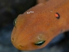 red spotted newt 104 (1 of 1).jpg
