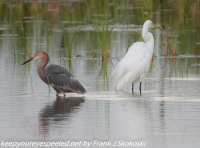 Florida Day Five Everglades Gate 15 birds February 21 2021