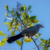 Florida-Day-Nine-Everglades-birds-18-of-44