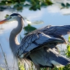 Florida-Day-Nine-Everglades-birds-19-of-44