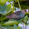 Florida-Day-Nine-Everglades-birds-2-of-44