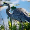 Florida-Day-Nine-Everglades-birds-20-of-44