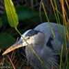 Florida-Day-Nine-Everglades-birds-4-of-44