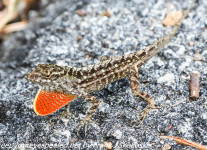 Anhinga lizards  (1 of 10)