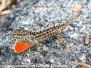 Florida Day One: Everglades: Anhinga Trail lizards April 11 2018
