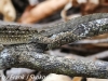 Anhinga lizards  (10 of 10)