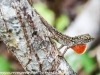 Anhinga lizards  (2 of 10)